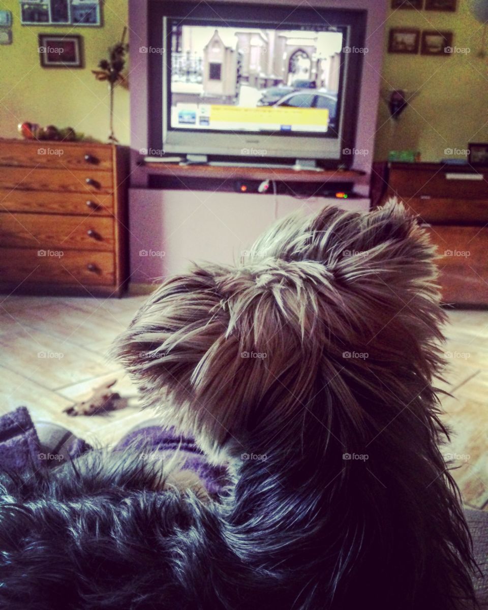 Cute dog watching news 