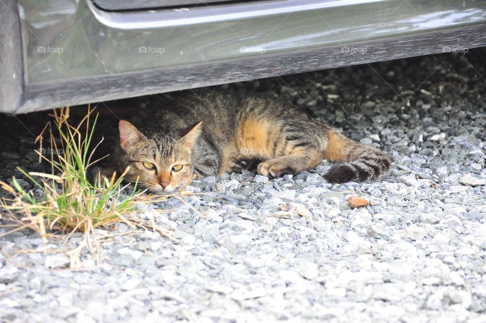 Cute, Cat, Mammal, Fur, Nature