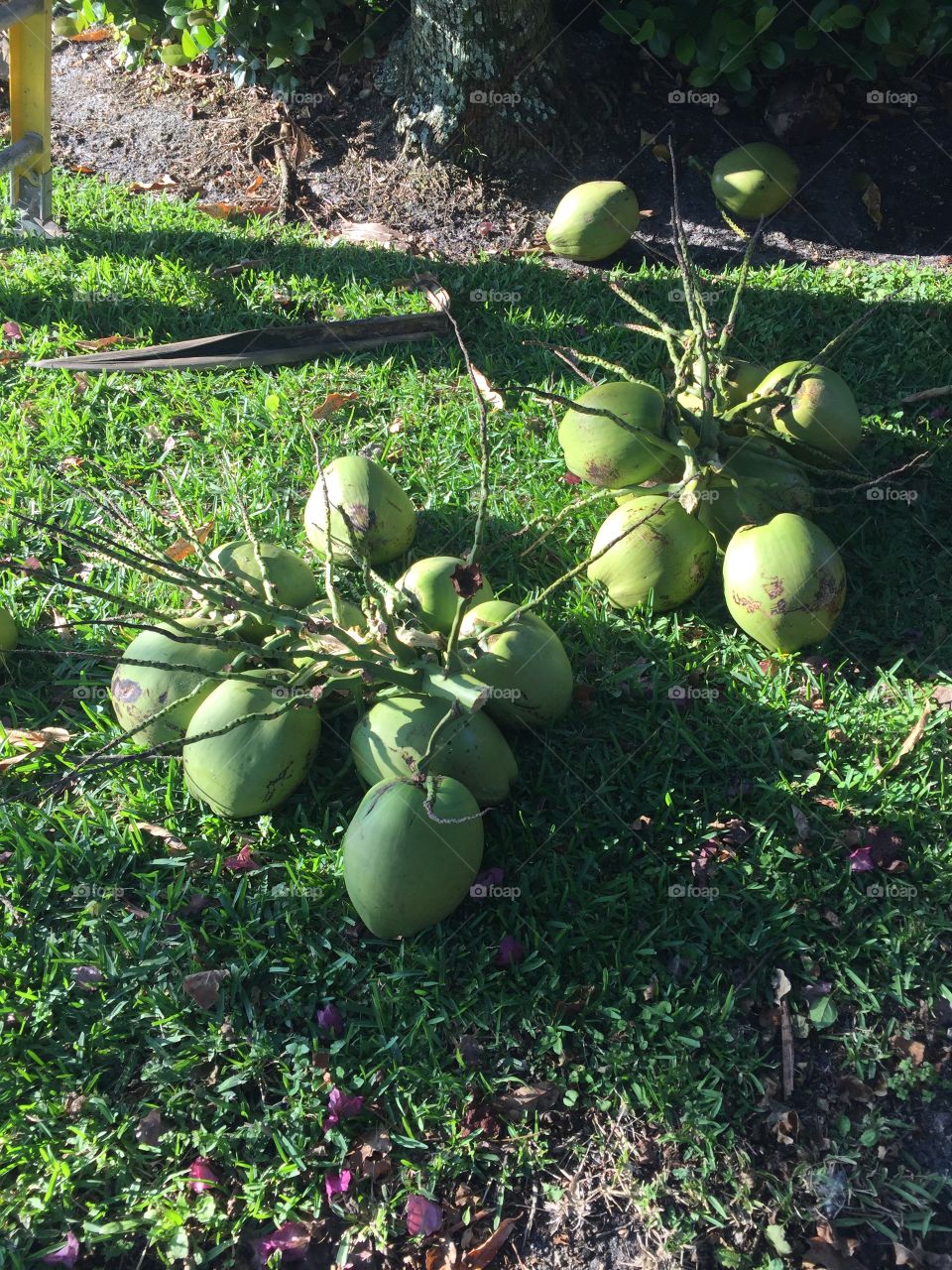 Coconuts