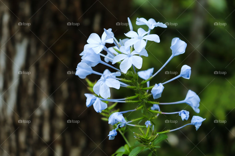 Flor azul
