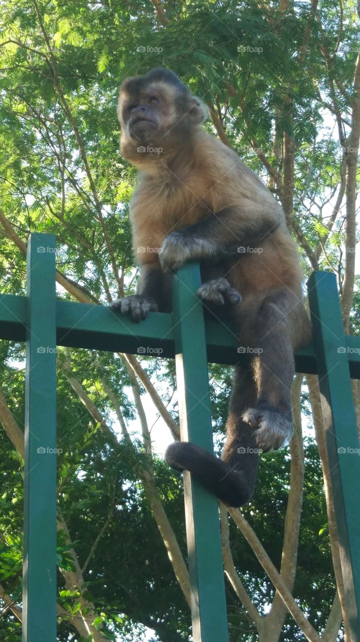 macaco