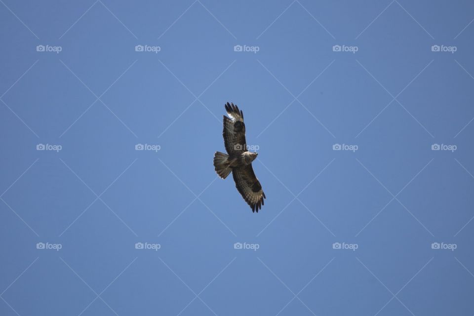 Buzzard
