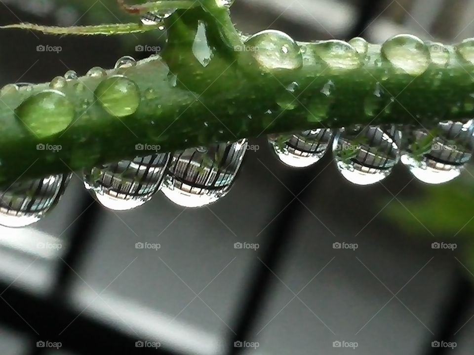 Raindrops
