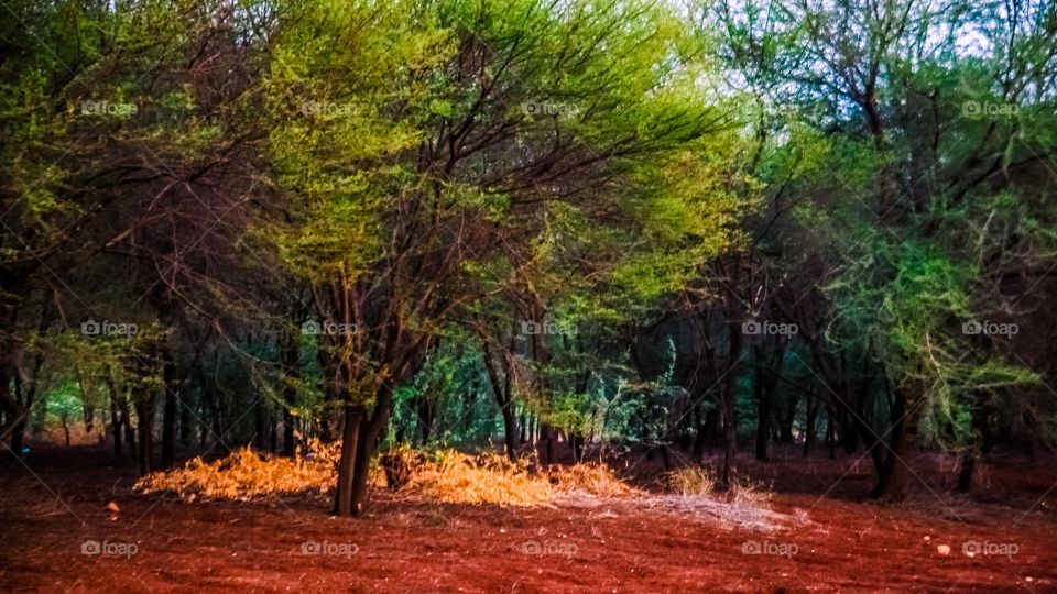 View of forest