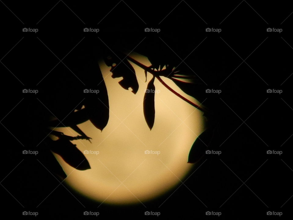 Moonlight silhouette