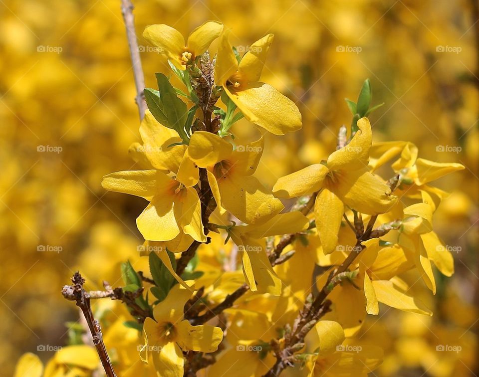 Forsythia