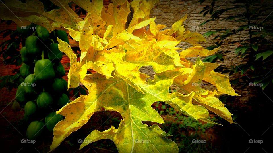 Mamoeiro carregado com os frutos verdes. E uma folha amarela do pé de mamão, sob a luz do sol.