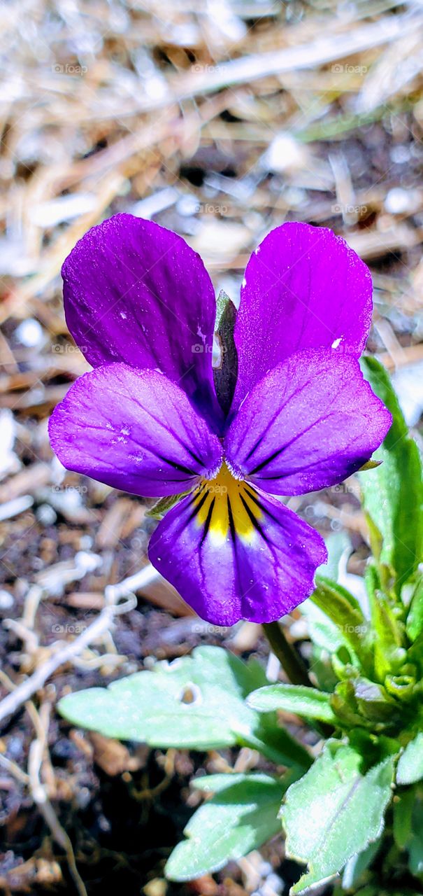 Pansy blooming in garden, brightly lit by sunshine. This solitary flower is a sure sign of Spring.
