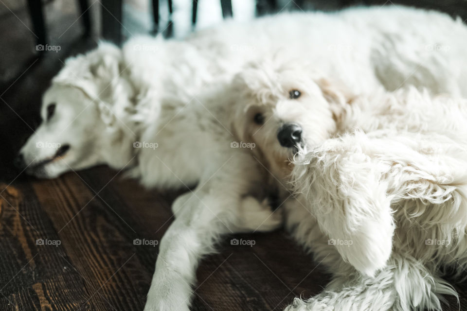 Big floofy snow doggies cuddle up in a sweet dog cuddle puddle! 