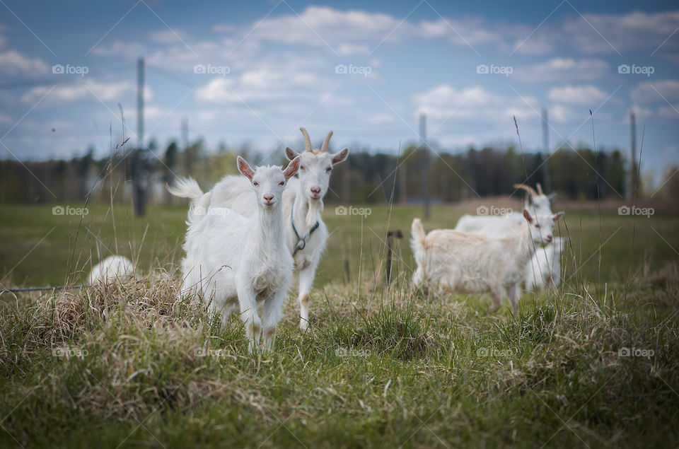 White goats