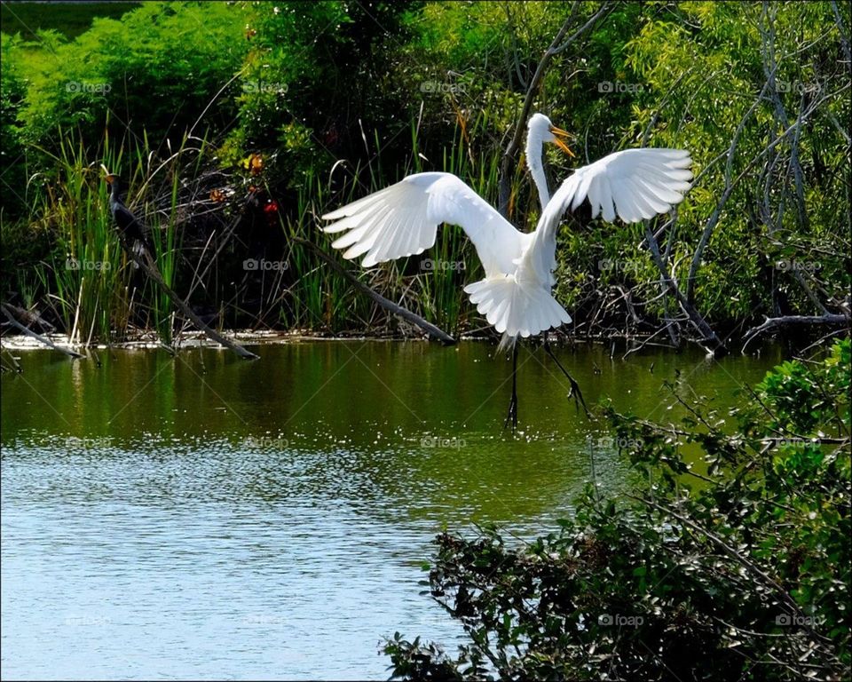 Elegant Great White Egret on the wing.