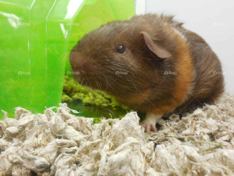 Guinea pig in a cage