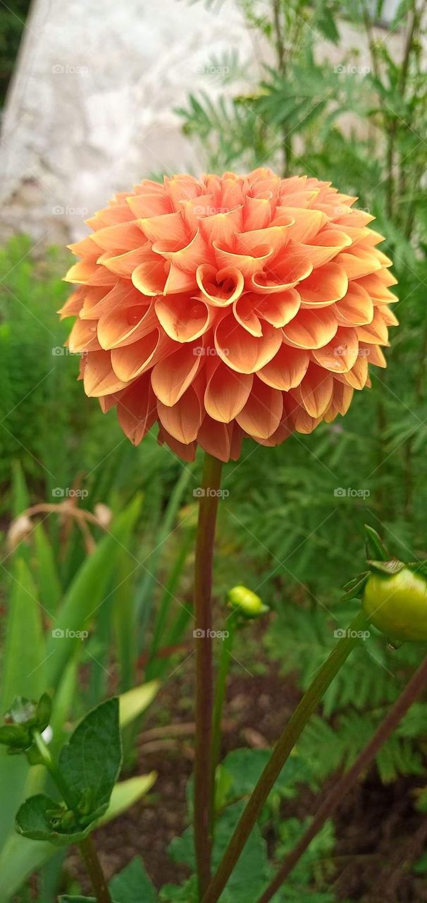 beautifull warm orange