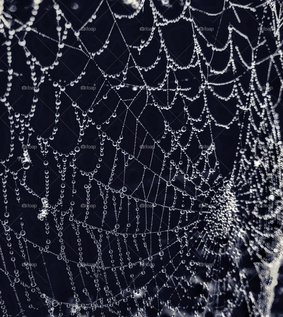 Spiderwebs water 
