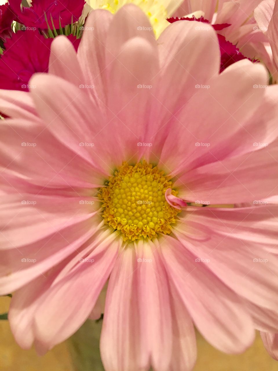 Pink daisy