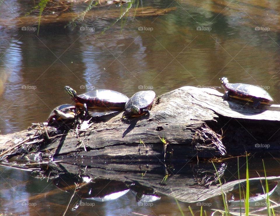 Turtles warming up in the sun 