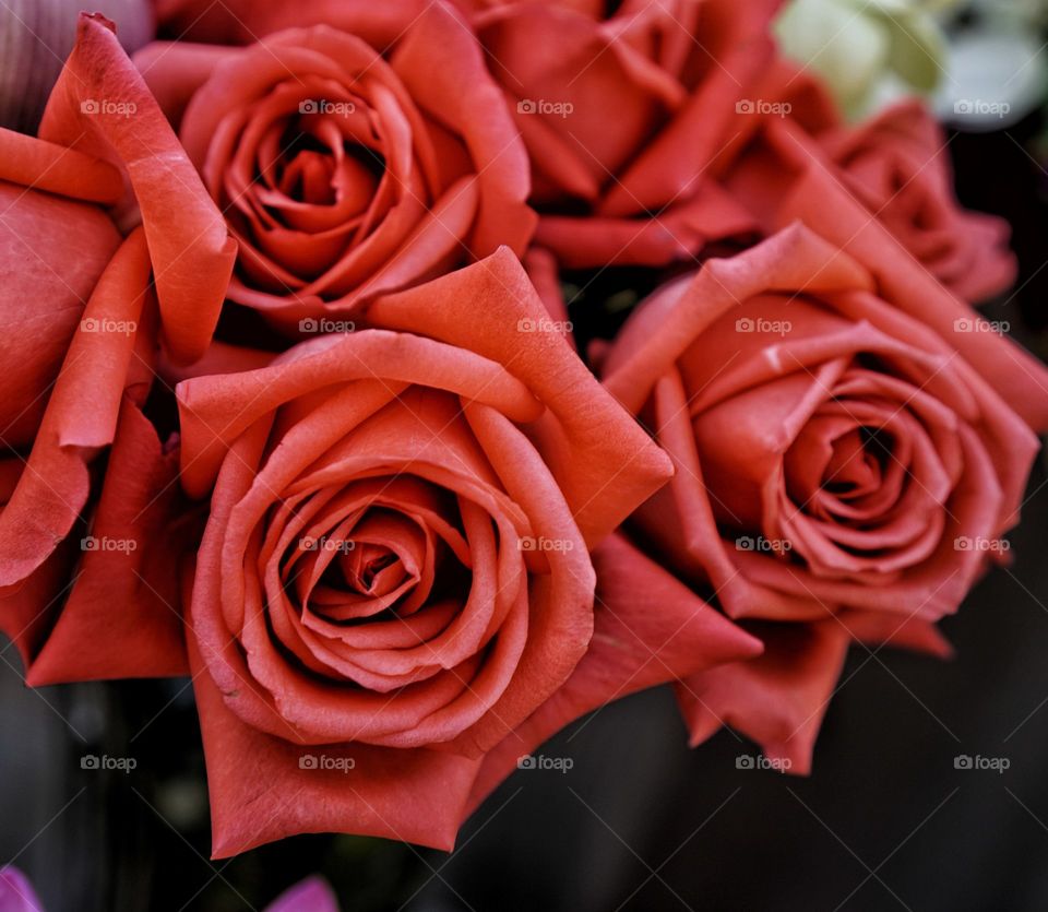 Red roses near Valentine's Day