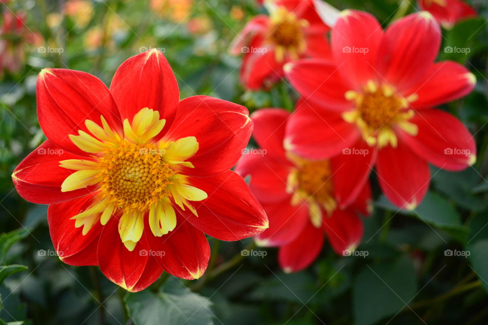 Dahlia red and yellow