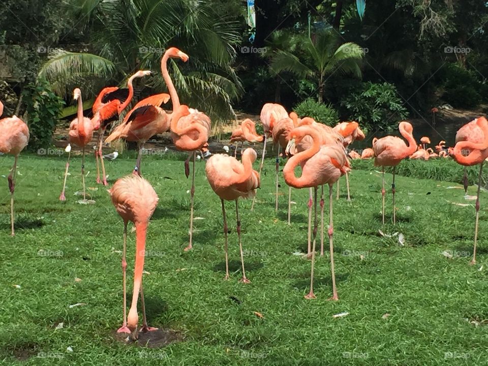Flamingo Flock