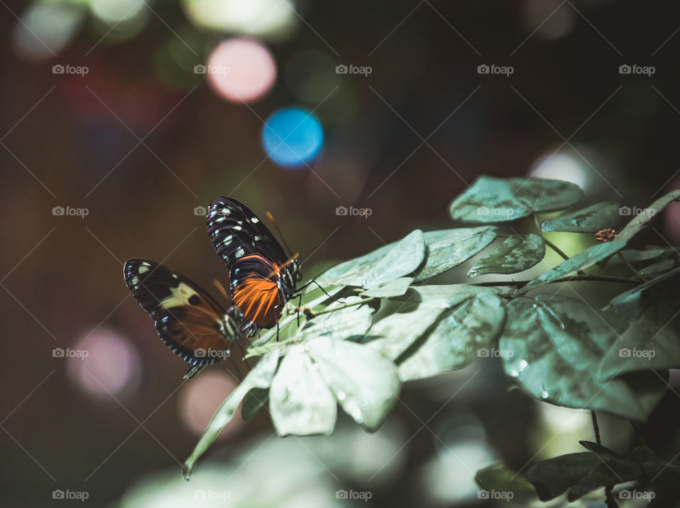 Butterflies och leafs