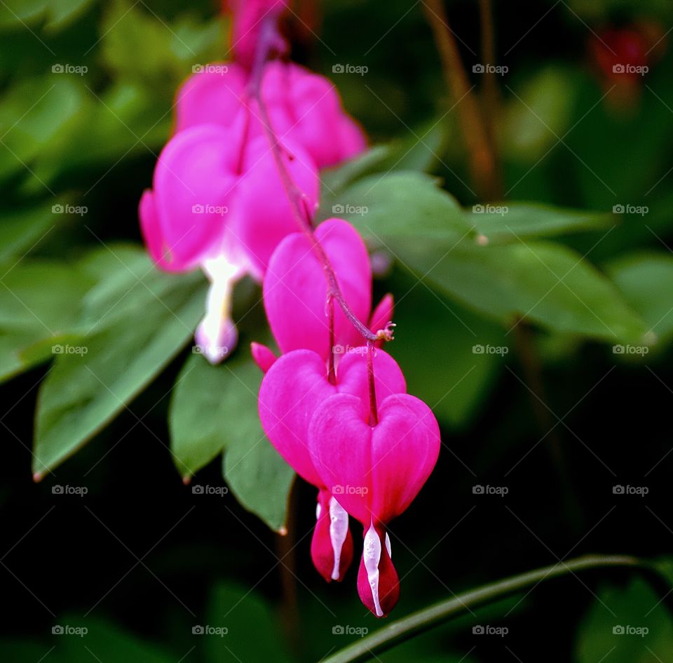 Bleeding heart flower