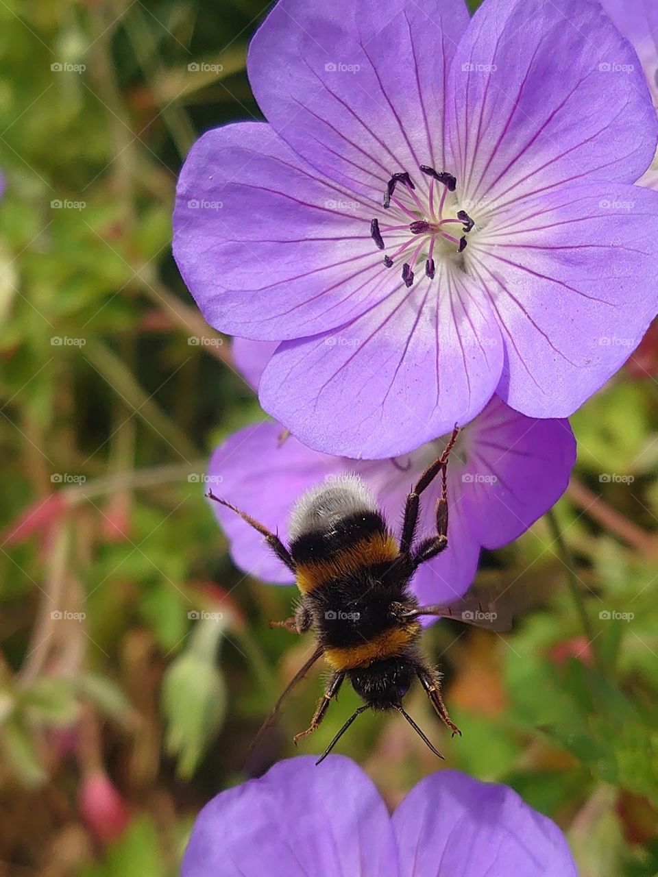 Falling bee