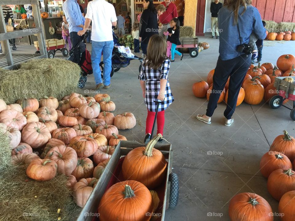 Pumpkin picking