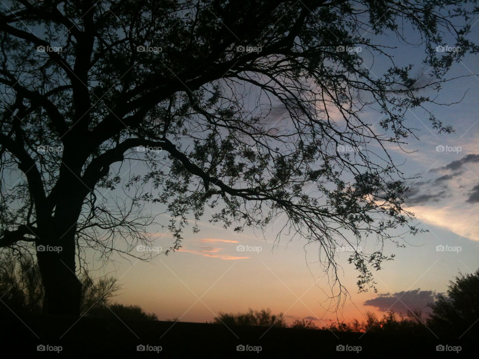 sky blue color tree by melody