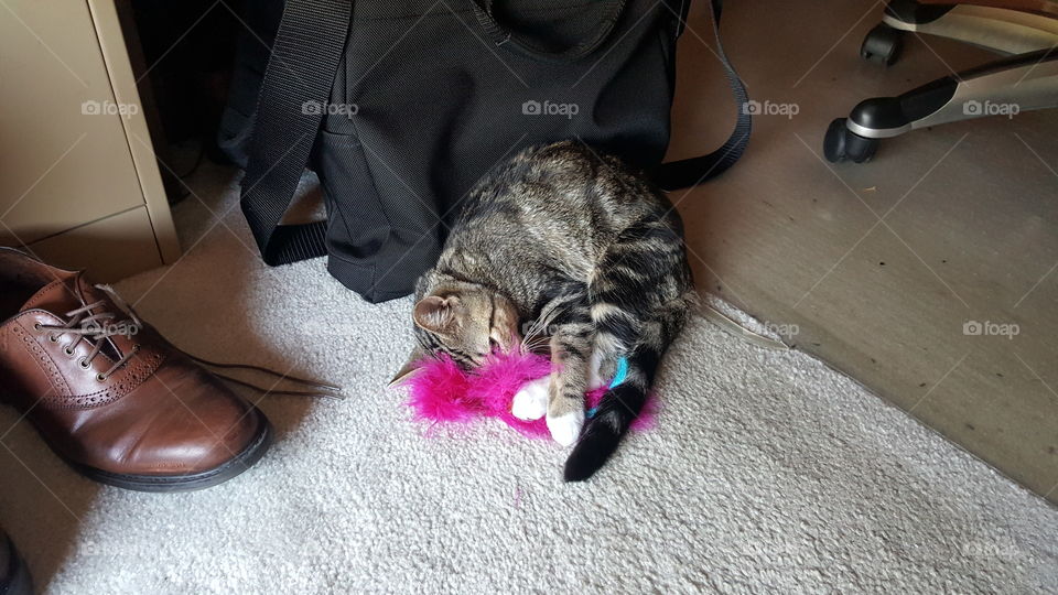 cat playing with favorite toy