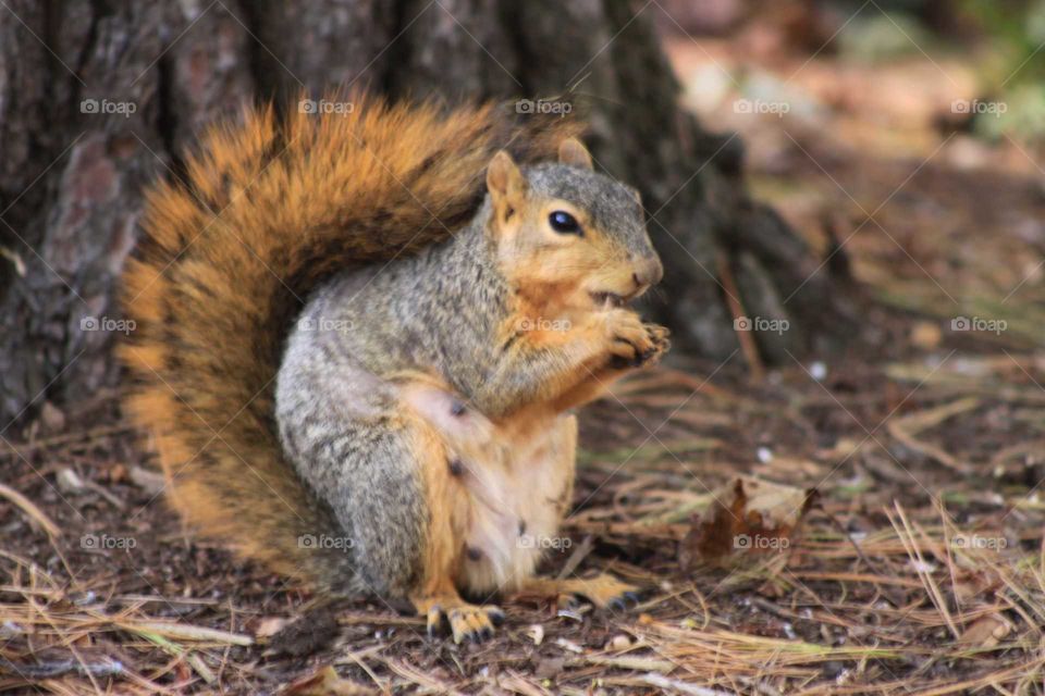 Squirrel Lunch