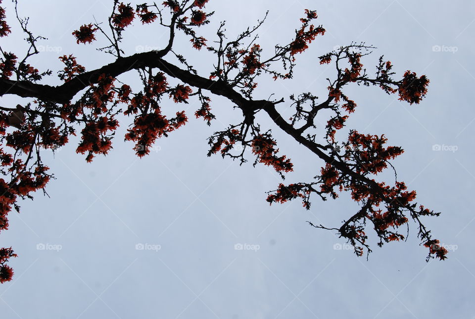 Tree, Branch, Leaf, Winter, Nature