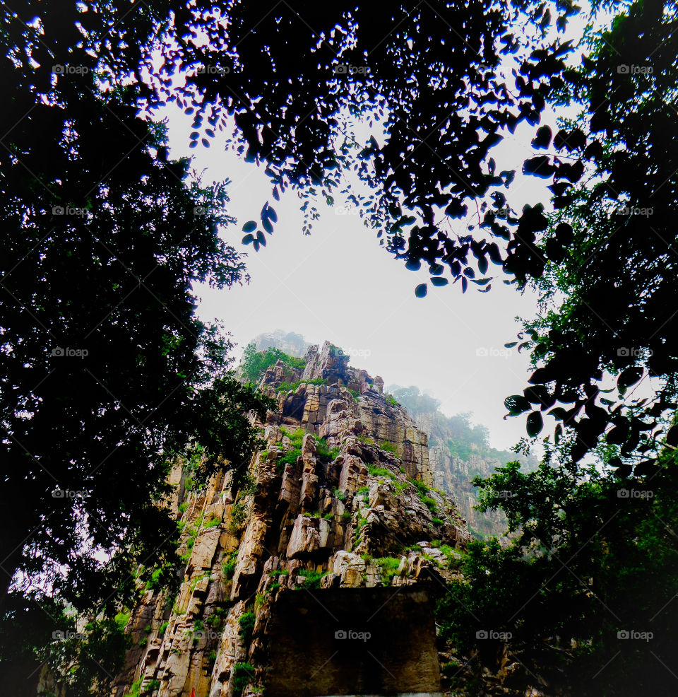 Aravali Hills forest.