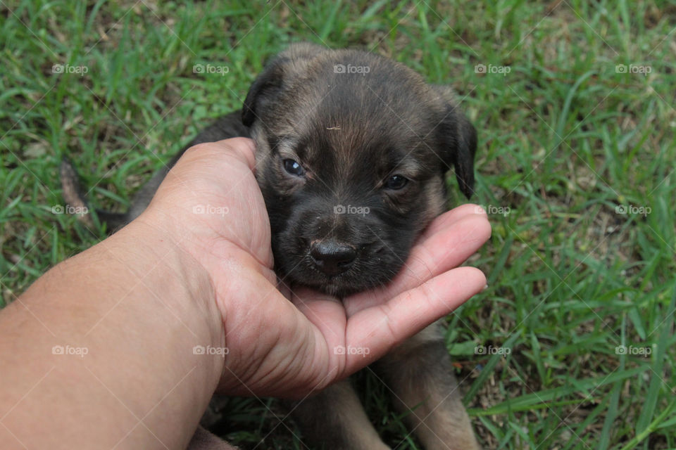 filhotes de cachorro
