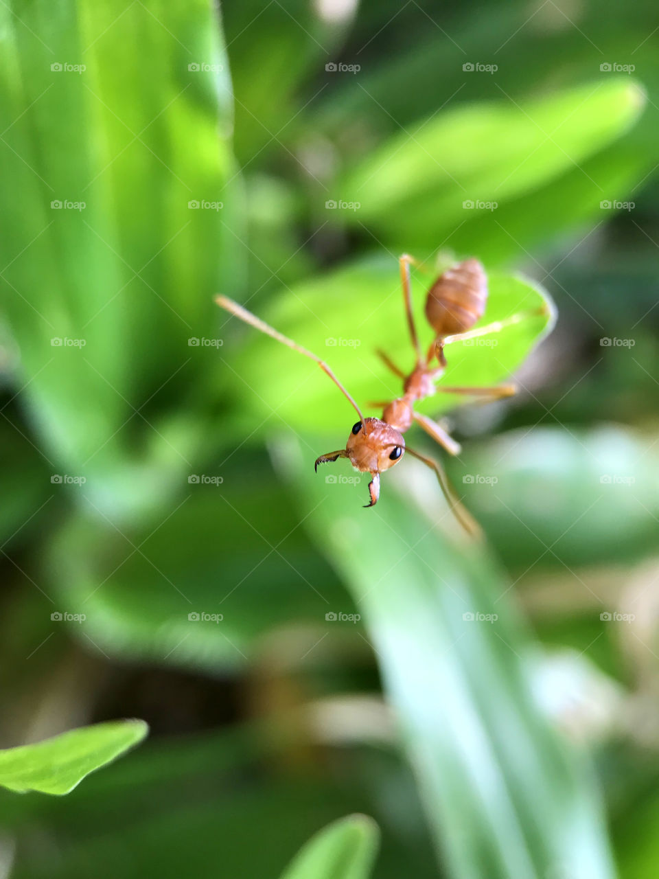 An ant who walk through the grass and was not afraid to face the camera