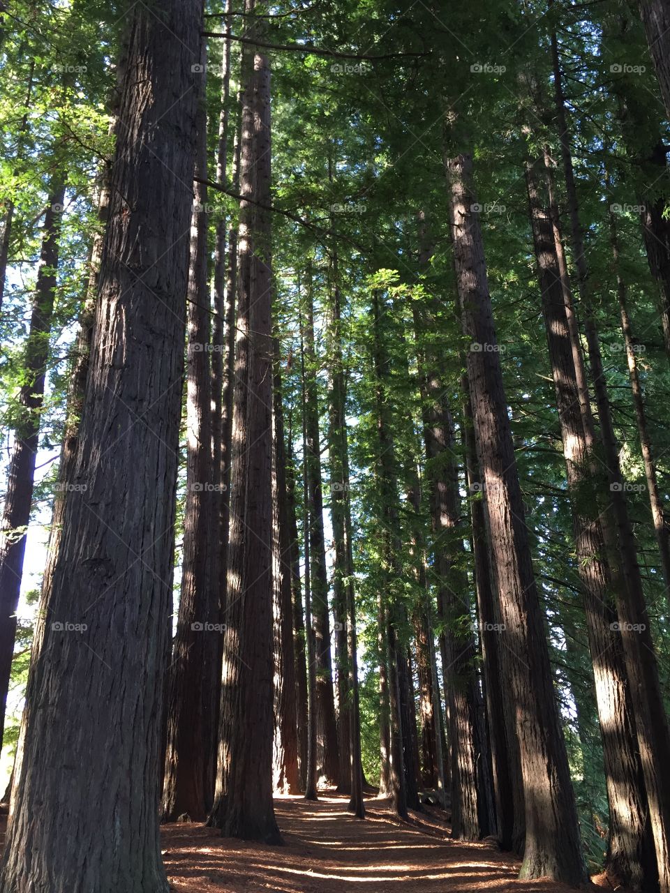 New Zealand Redwoods