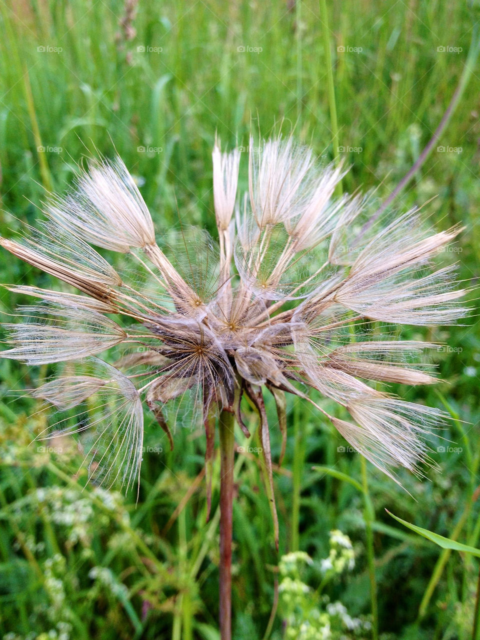 gräs utblommad frö sommarblomma by cabday