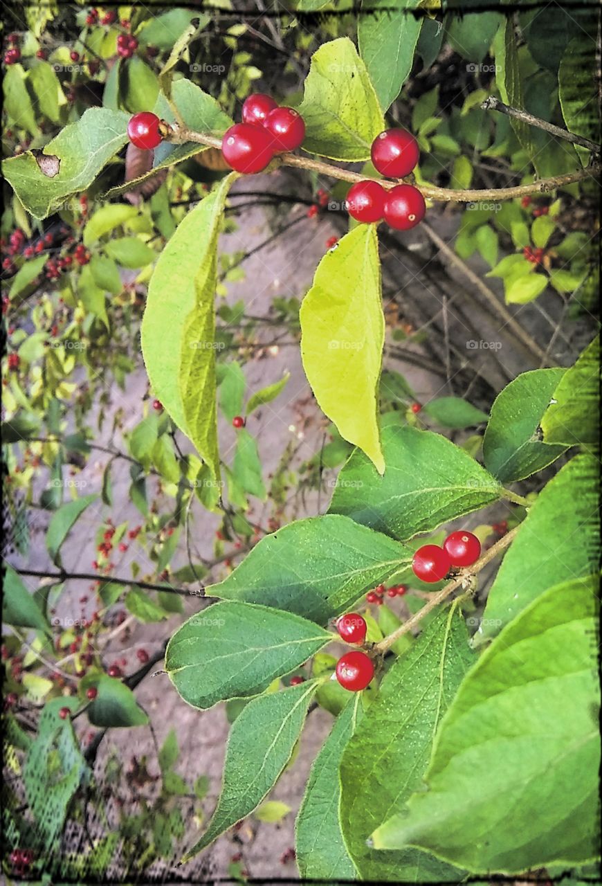 Autumn berries