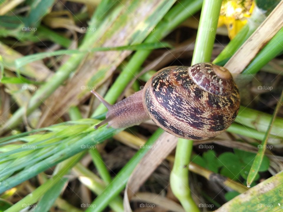 Snail