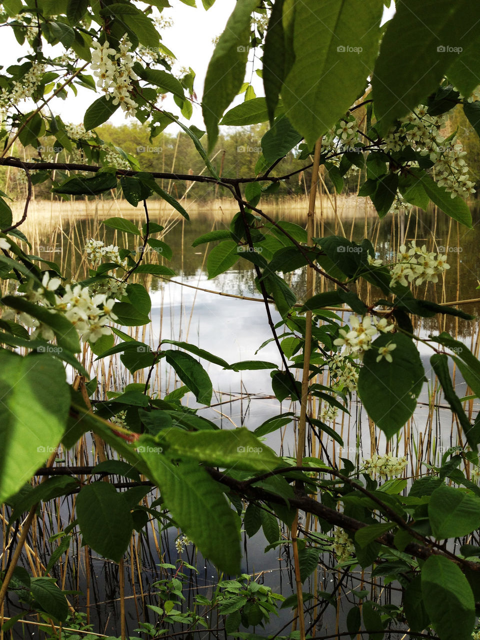 flowers water blommor sjö by joosse_b