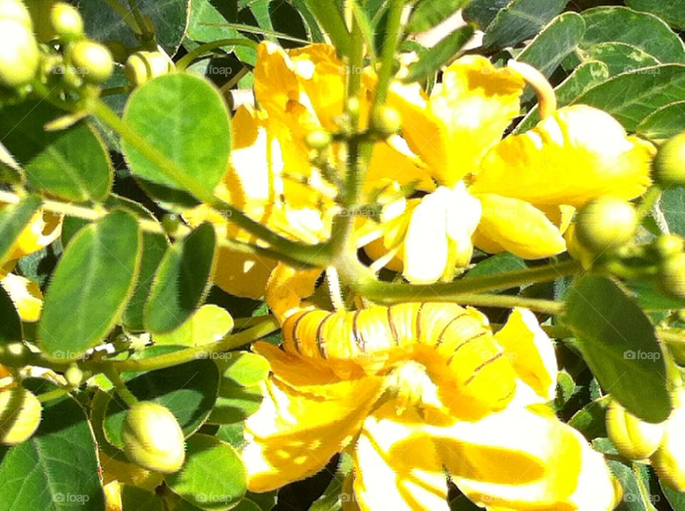 Yellow Caterpillar on Yellow Flowers.