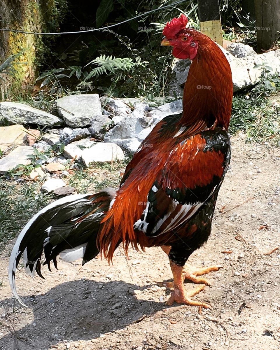 🇺🇸 The Carijó rooster is the perfect pet: he takes care of the farm, is a companion and wakes everyone up very early! / 🇧🇷 O galo Carijó é o animal de estimação perfeito: cuida da chácara, é companheiro e acorda todo mundo bem cedinho! 🐓