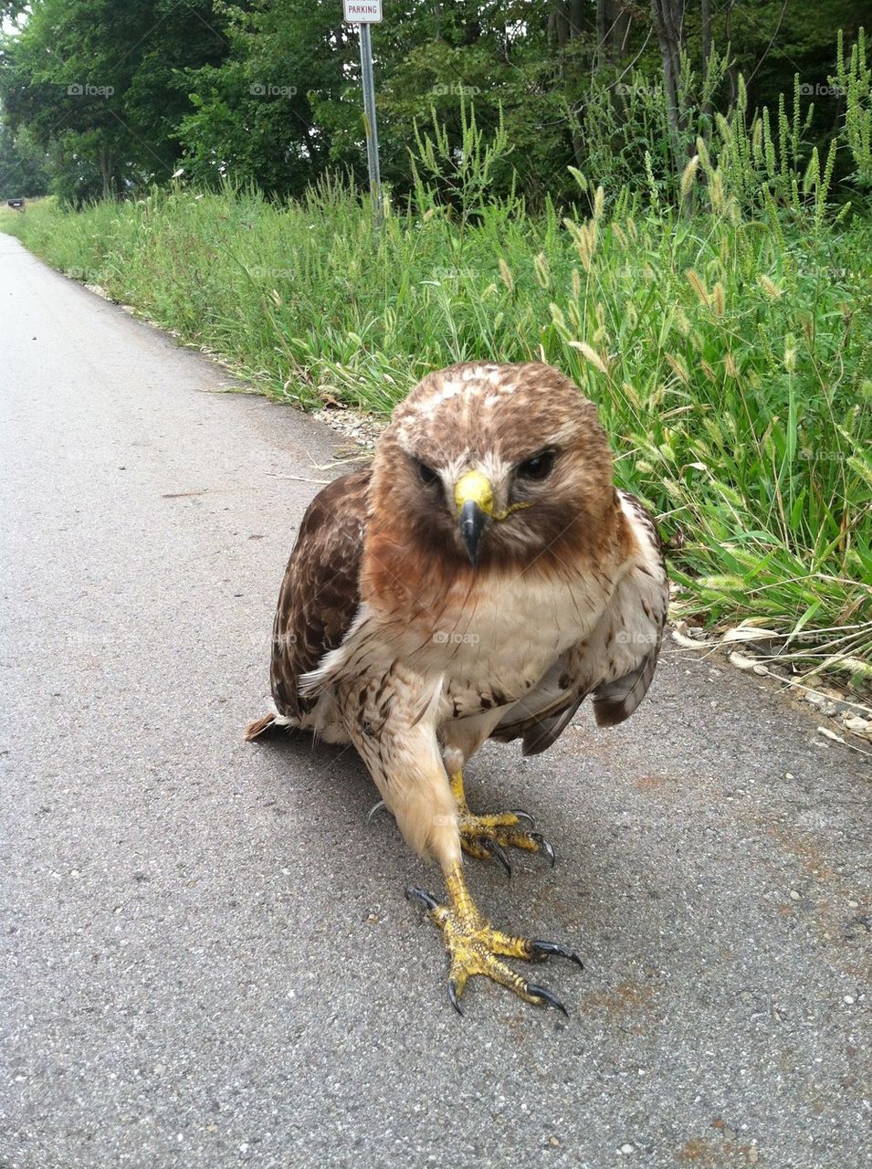 Red tailed hawk 