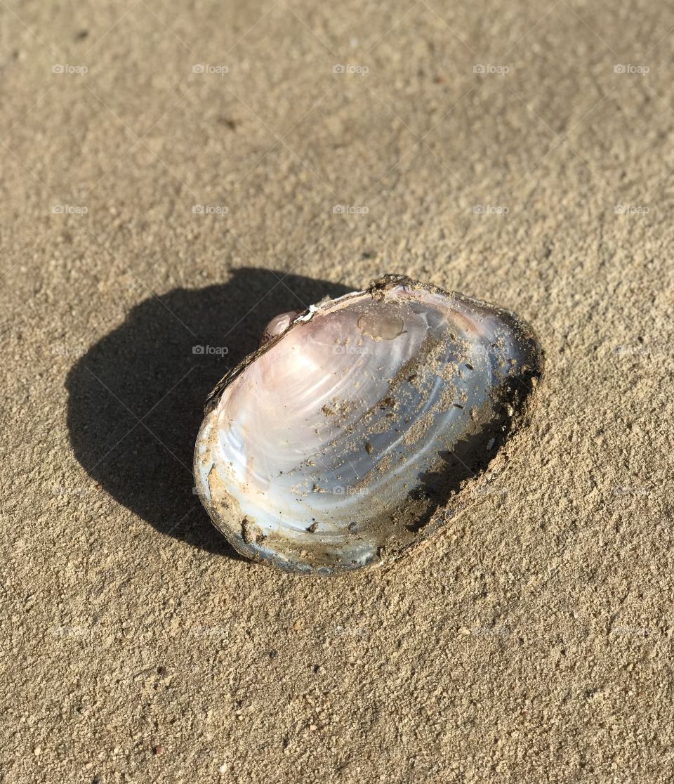 Shell, sandy