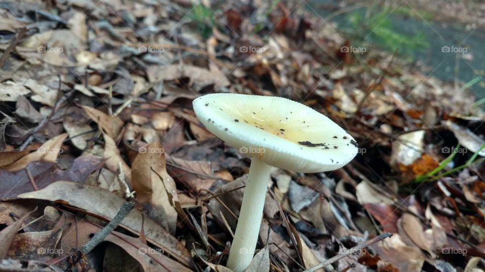 Fungus, Mushroom, Fall, Nature, Wood