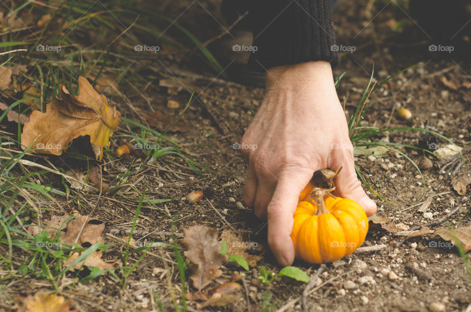 pumpkin time