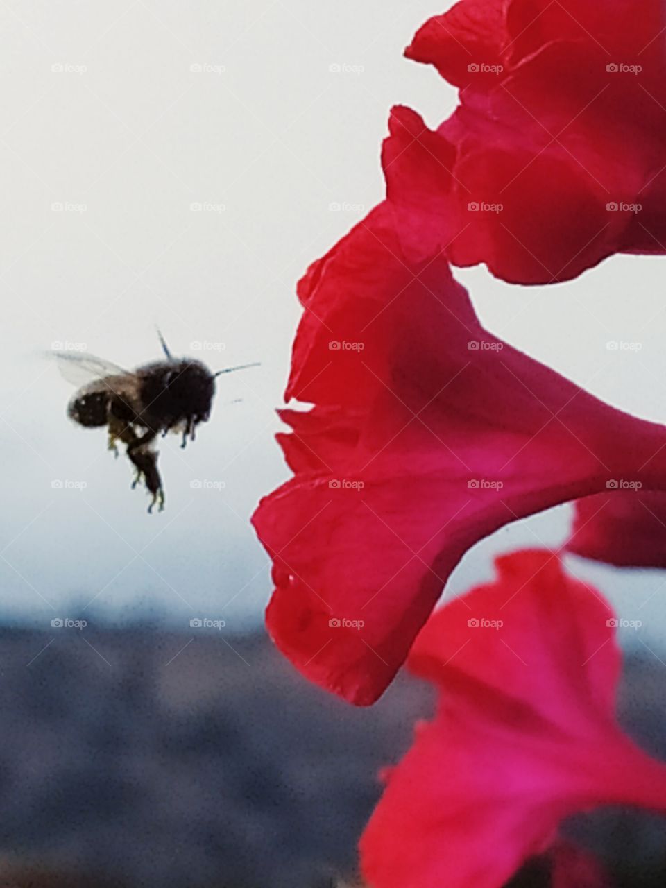 bee flying throw flowers