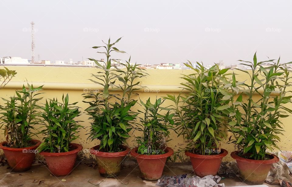 bamboo plants in our garden