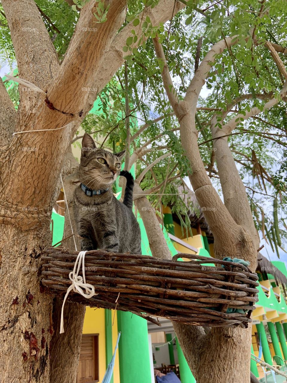 Cat in the basket on tree 