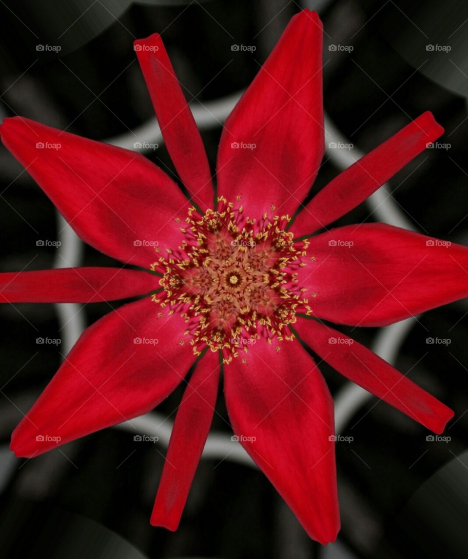 digital artwork of a red flower
