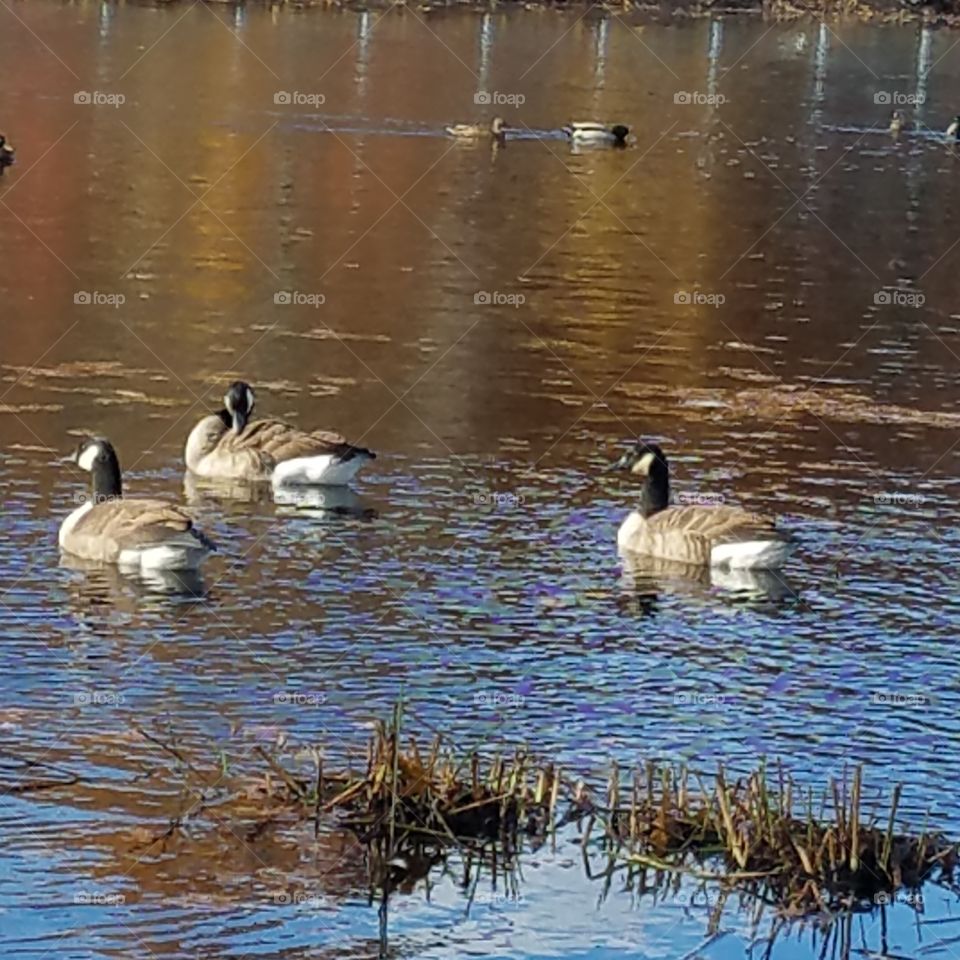 Geese in November